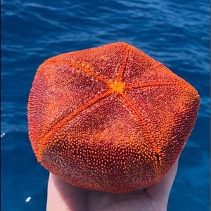 Meet your Posher, Charly